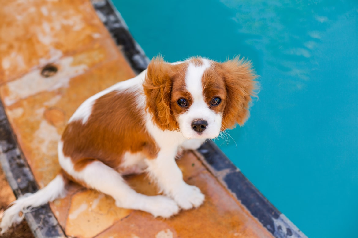 Dejar que tu perro se bañe en la piscina, ¿sí o no?